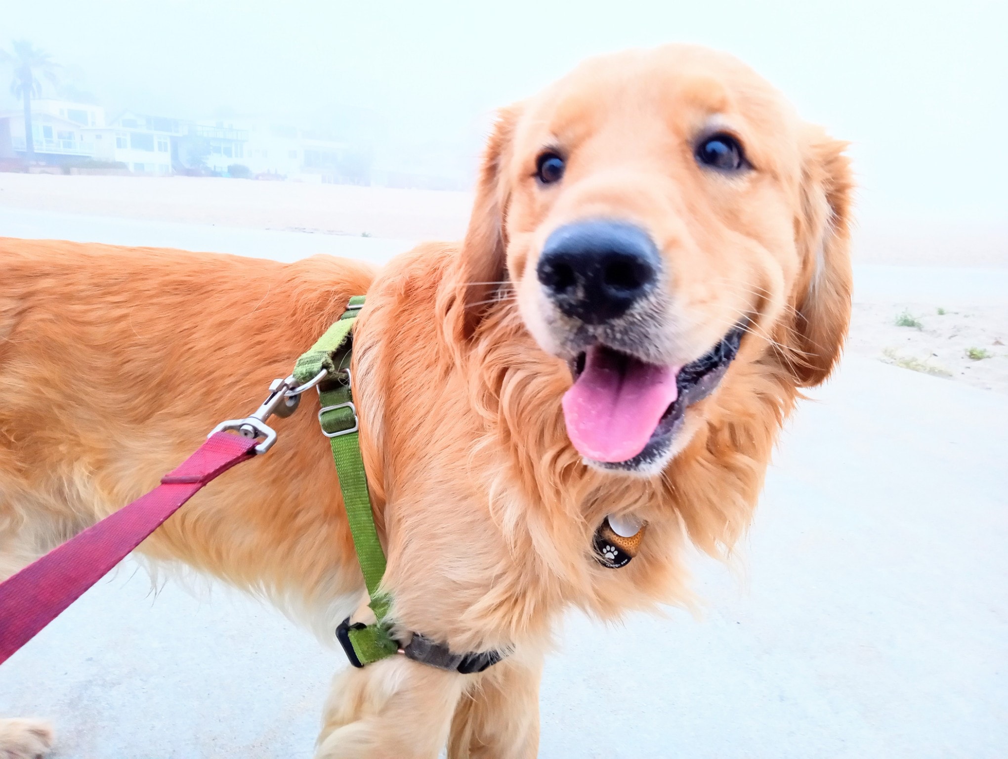 Prince JJ Jo smiling on the beach — Reesi Rocca's beloved golden retriever